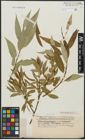Foto von Salix alba L. x Salix fragilis L.